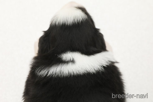 成約済の神奈川県のボーダーコリー-373748の2枚目